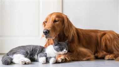 NUTRICIÓN Y DIETÉTICA PARA PERROS Y GATOS